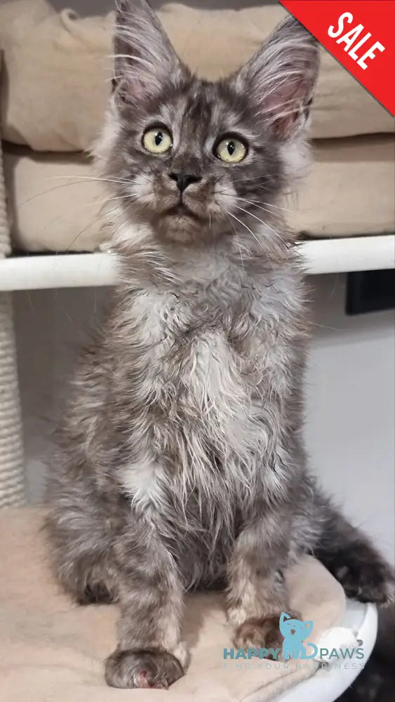 Cassia Maine Coon female black silver - live animals