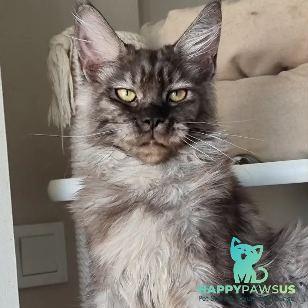 Cassia Maine Coon female black silver - live animals