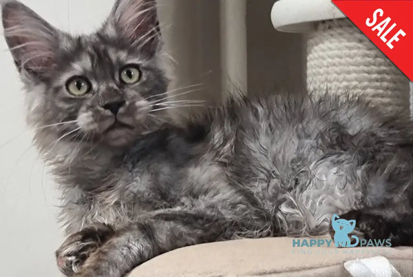 Cassia Maine Coon female black silver - live animals