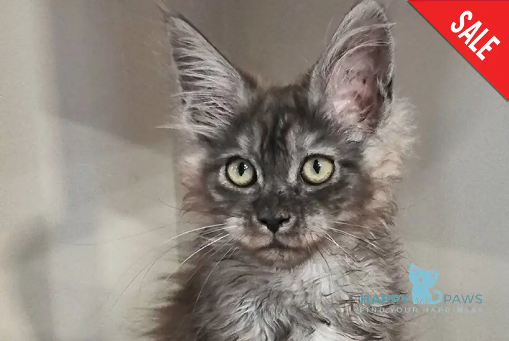 Cassia Maine Coon female black silver - live animals