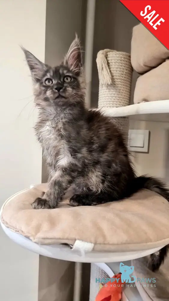 Cassia Maine Coon female black silver - live animals