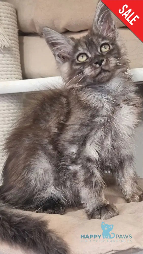 Cassia Maine Coon female black silver - live animals