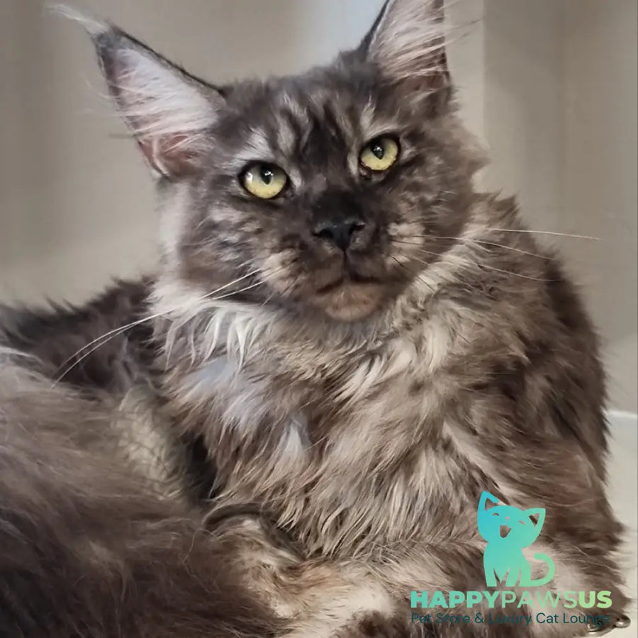 Cassia Maine Coon female black silver - live animals