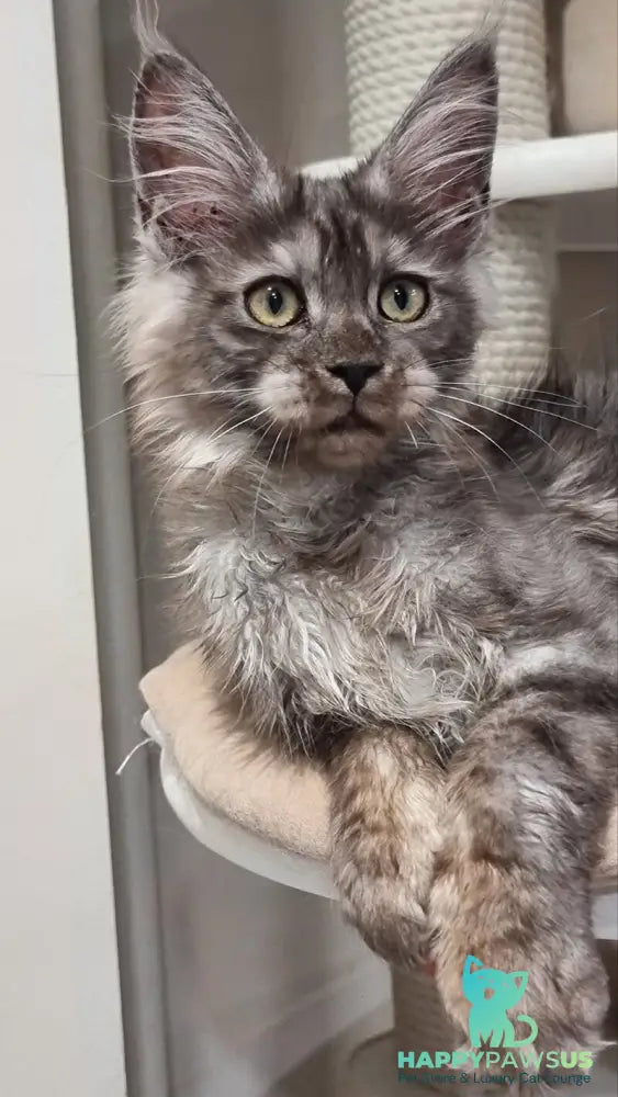 Cassia Maine Coon female black silver - live animals