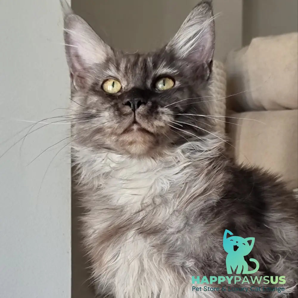 Cassia Maine Coon female black silver - live animals