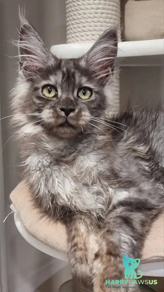 Cassia Maine Coon female black silver - live animals