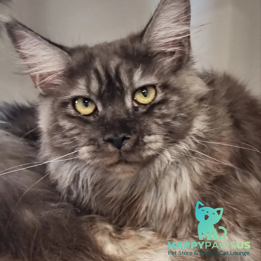 Cassia Maine Coon female black silver - live animals