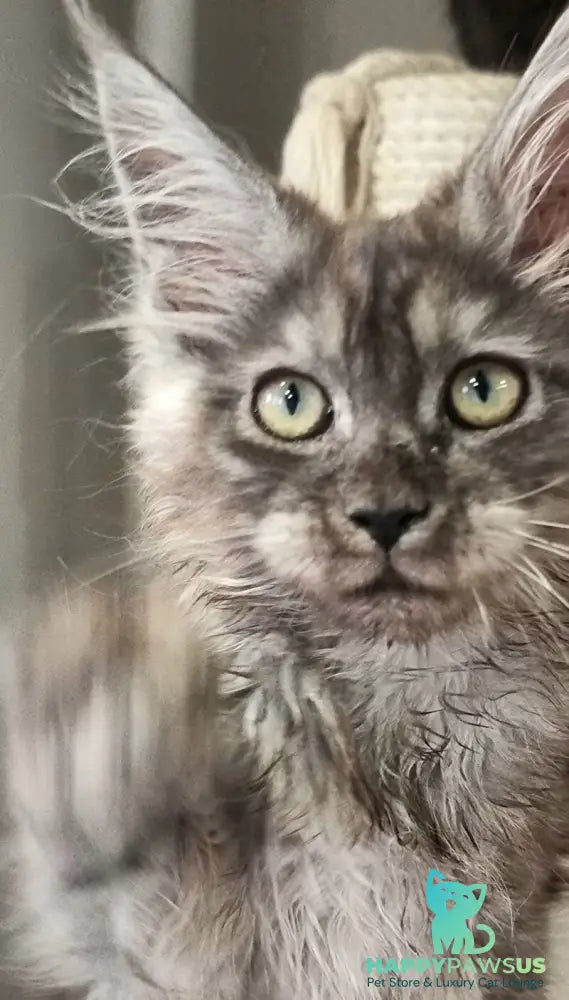 Cassia Maine Coon female black silver - live animals