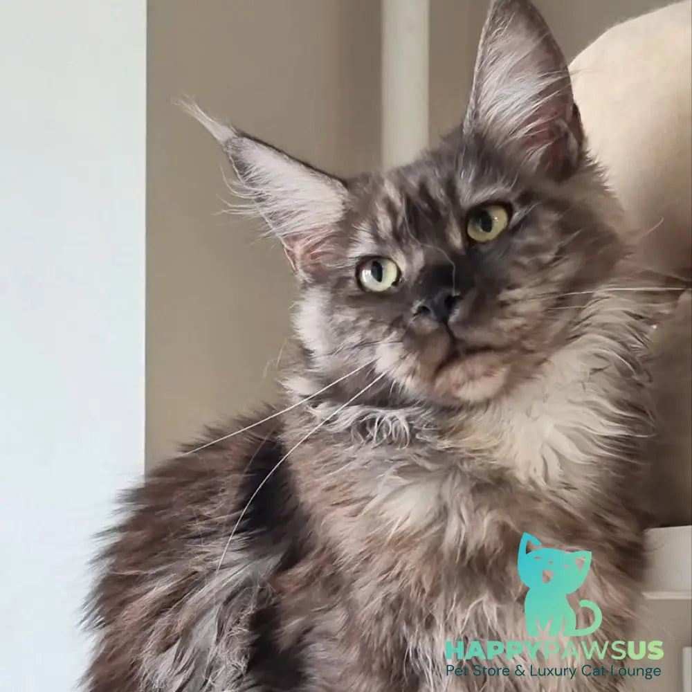 Cassia Maine Coon female black silver - live animals