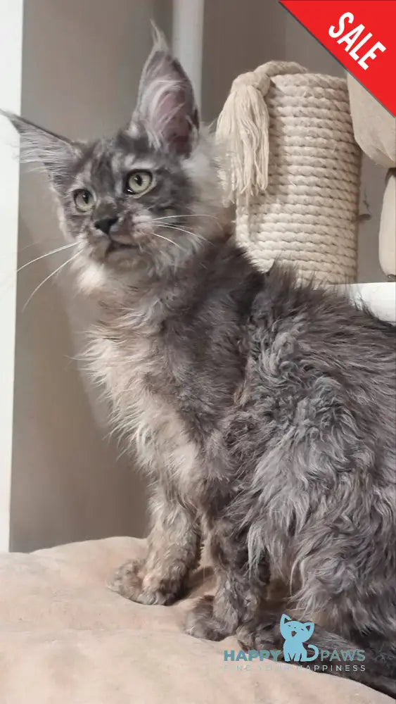 Cassia Maine Coon female black silver - live animals