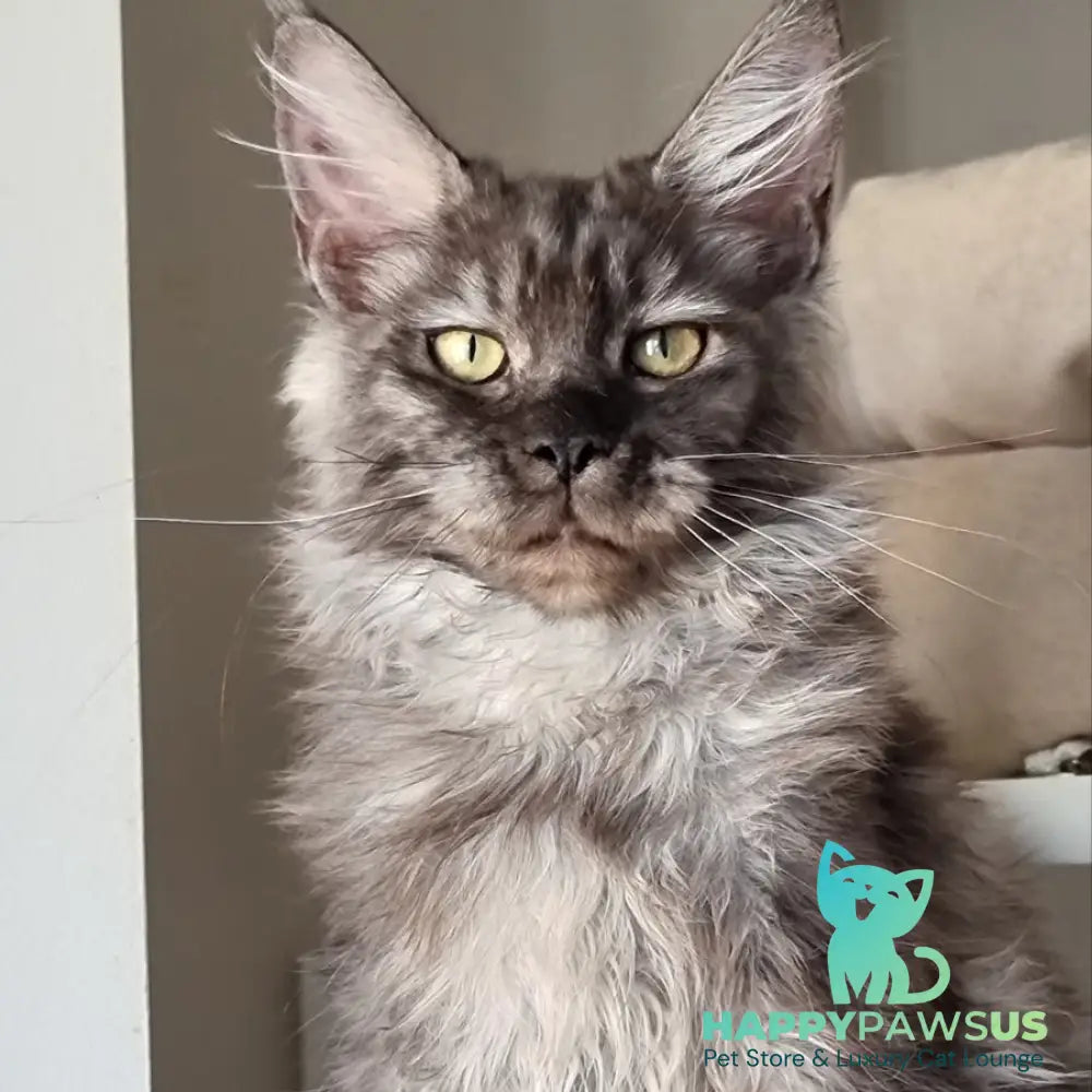 Cassia Maine Coon female black silver - live animals