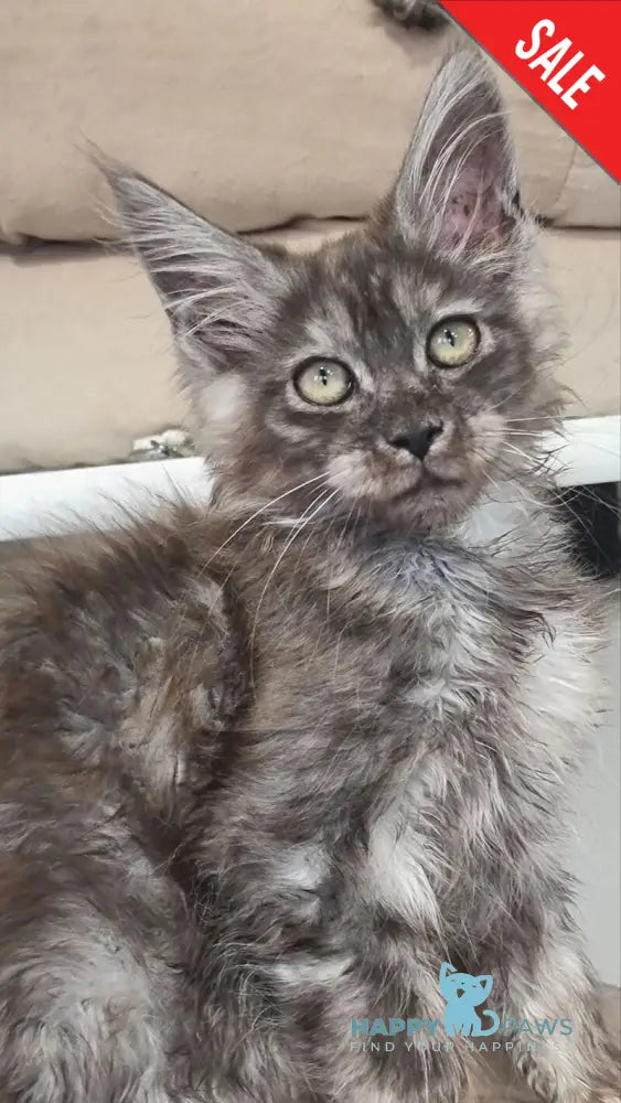 Cassia Maine Coon female black silver - live animals