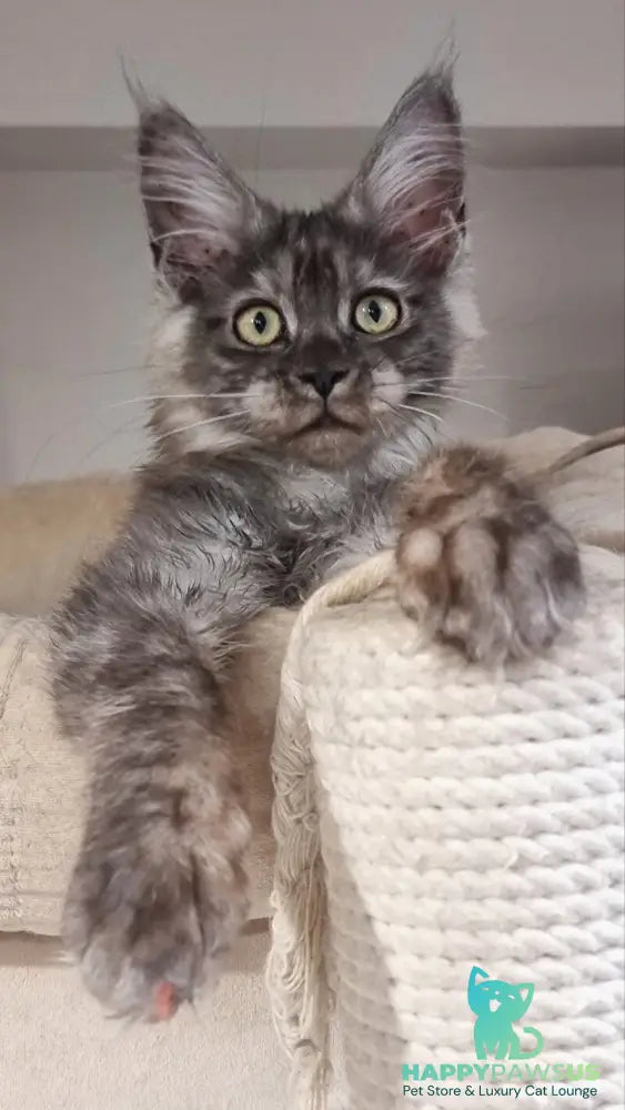 Cassia Maine Coon female black silver - live animals