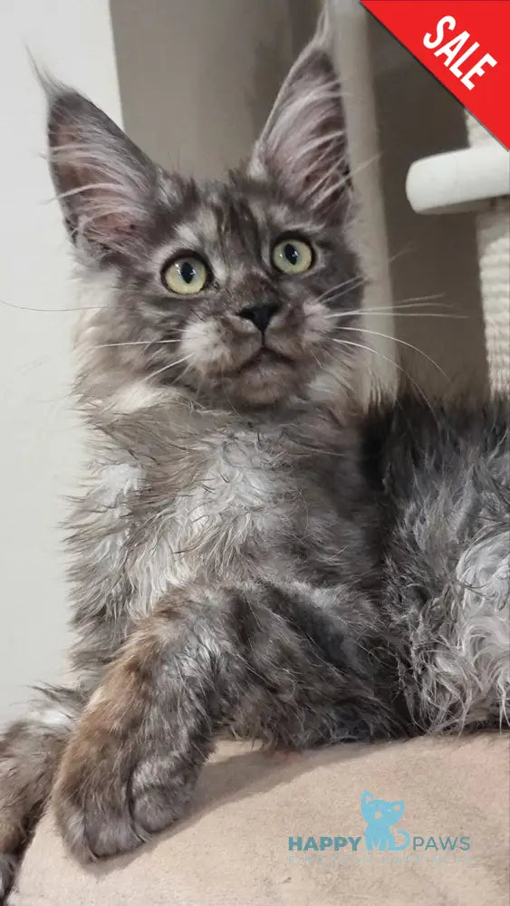 Cassia Maine Coon female black silver - live animals