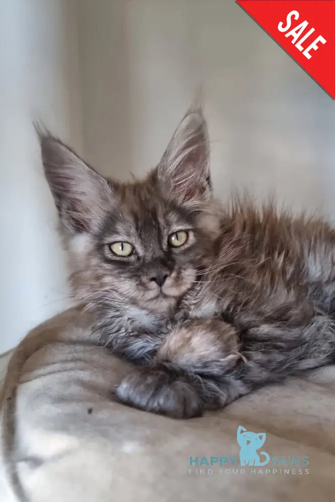Cassia Maine Coon female black silver - live animals