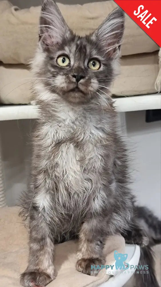 Cassia Maine Coon female black silver - live animals