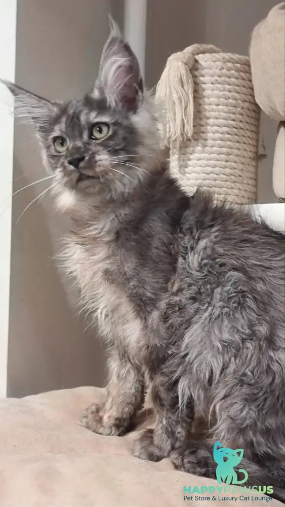 Cassia Maine Coon female black silver - live animals