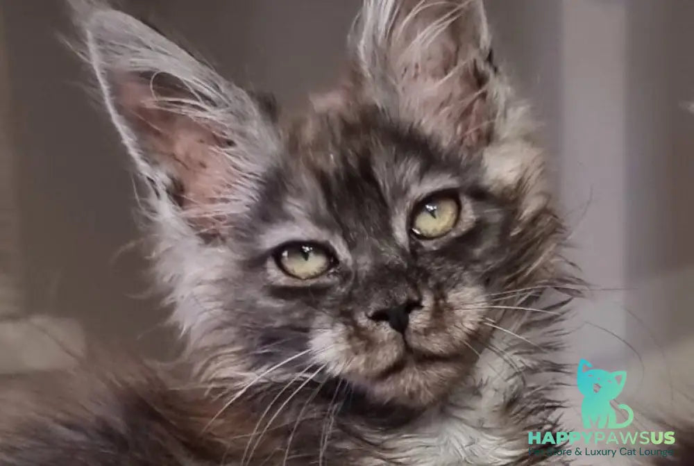 Cassia Maine Coon female black silver - live animals