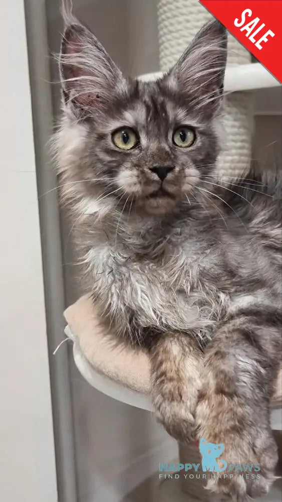 Cassia Maine Coon female black silver - live animals
