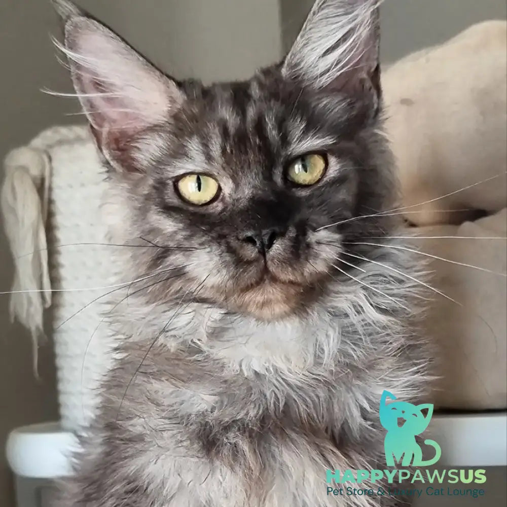 Cassia Maine Coon female black silver - live animals