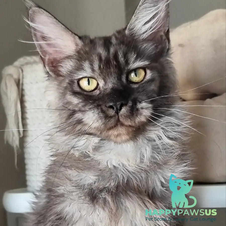 Cassia Maine Coon female black silver - live animals