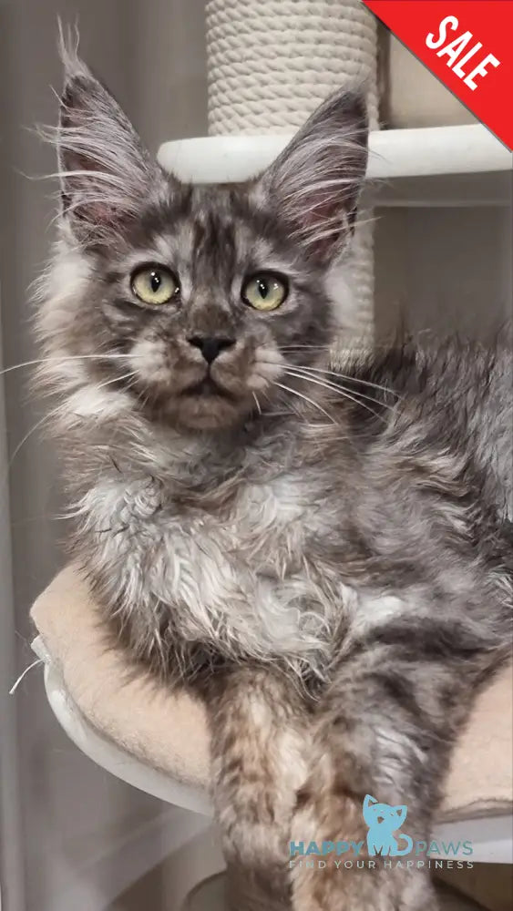 Cassia Maine Coon female black silver - live animals