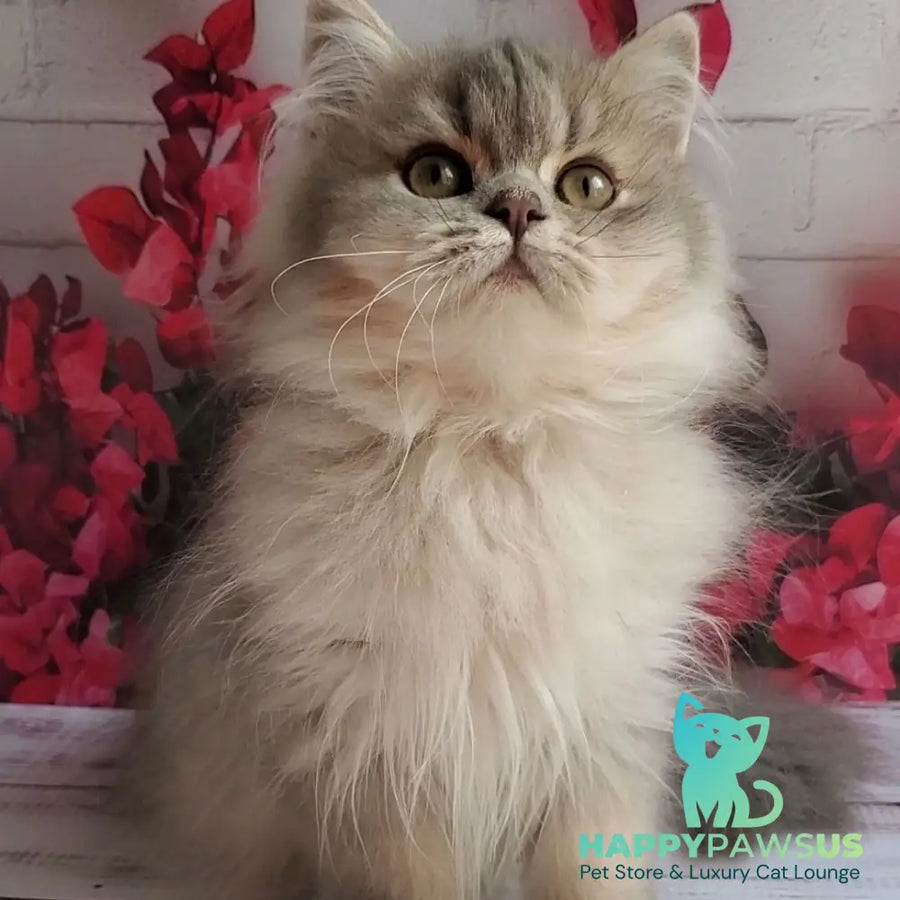 Cassie British Longhair female blue golden ticked tabby - live animals