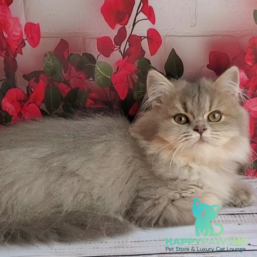 Cassie British Longhair female blue golden ticked tabby - live animals
