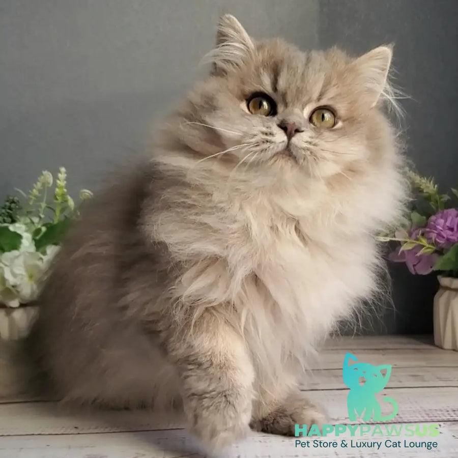Cassie British Longhair female blue golden ticked tabby - live animals