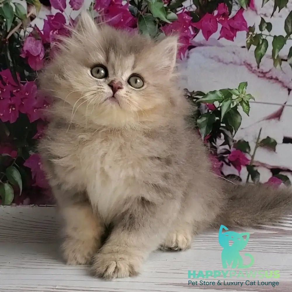 Cassie British Longhair female blue golden ticked tabby - live animals