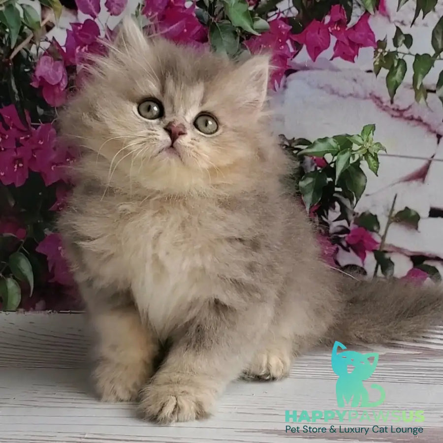 Cassie British Longhair female blue golden ticked tabby - live animals