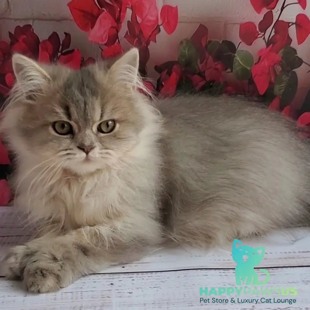 Cassie British Longhair female blue golden ticked tabby - live animals