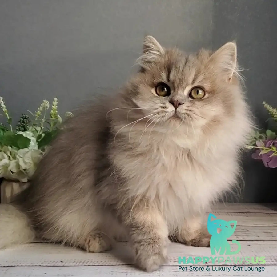 Cassie British Longhair female blue golden ticked tabby - live animals