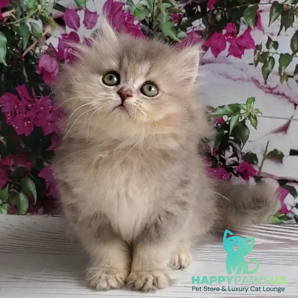 Cassie British Longhair female blue golden ticked tabby - live animals