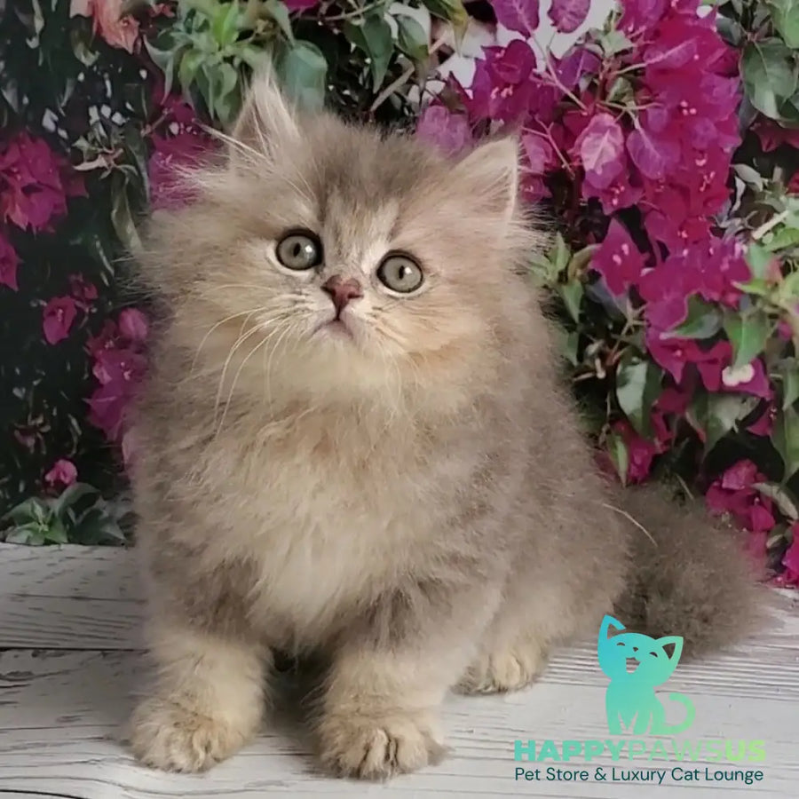 Cassie British Longhair female blue golden ticked tabby - live animals