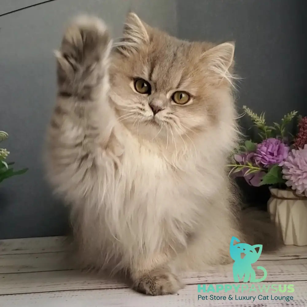 Cassie British Longhair female blue golden ticked tabby - live animals