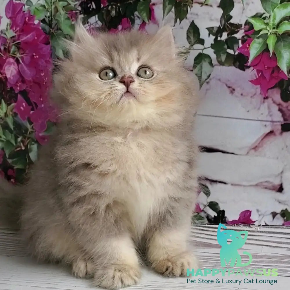 Cassie British Longhair female blue golden ticked tabby - live animals