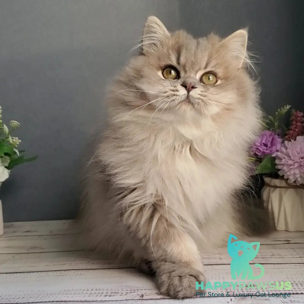 Cassie British Longhair female blue golden ticked tabby - live animals