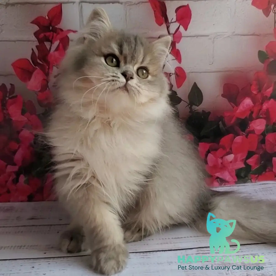 Cassie British Longhair female blue golden ticked tabby - live animals