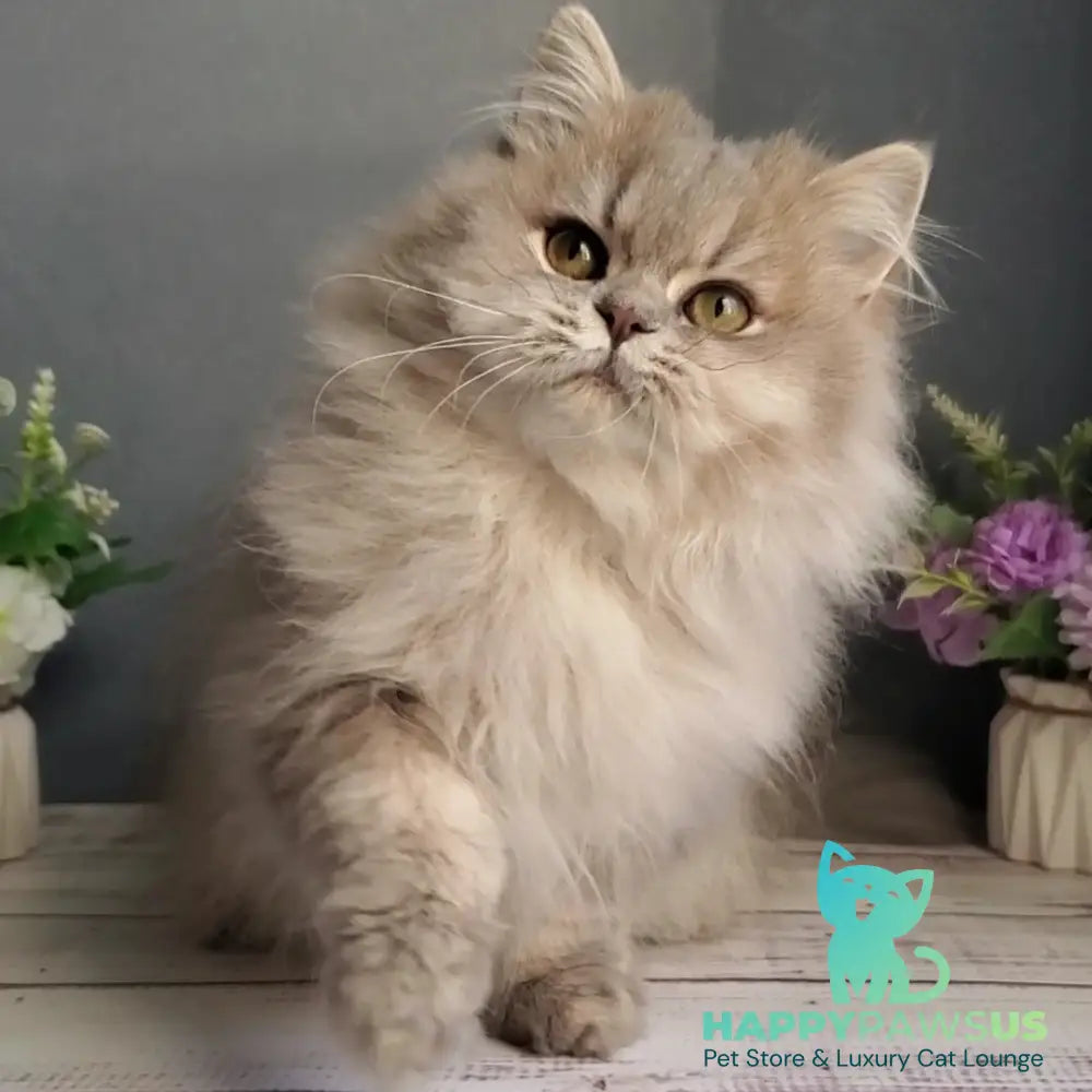 Cassie British Longhair female blue golden ticked tabby - live animals