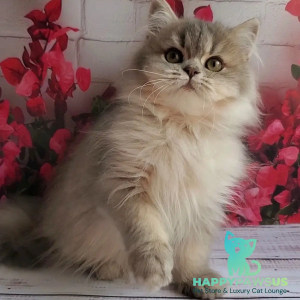 Cassie British Longhair female blue golden ticked tabby - live animals