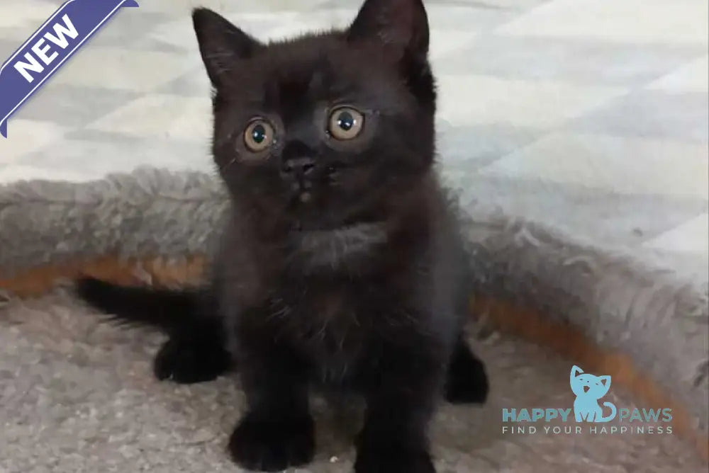 Cassie British Shorthair female black live animals