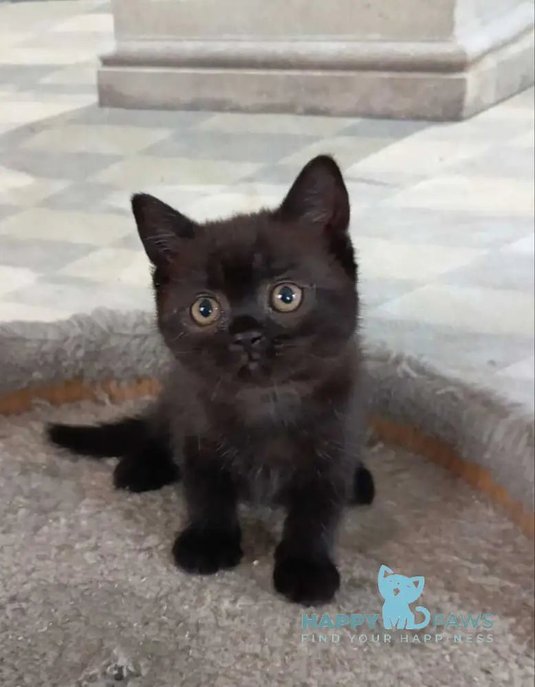 Cassie British Shorthair female black live animals