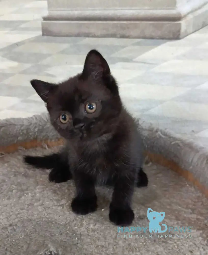 Cassie British Shorthair female black live animals