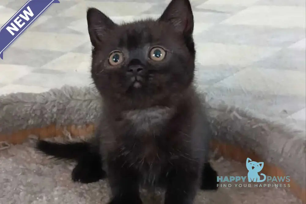 Cassie British Shorthair female black live animals