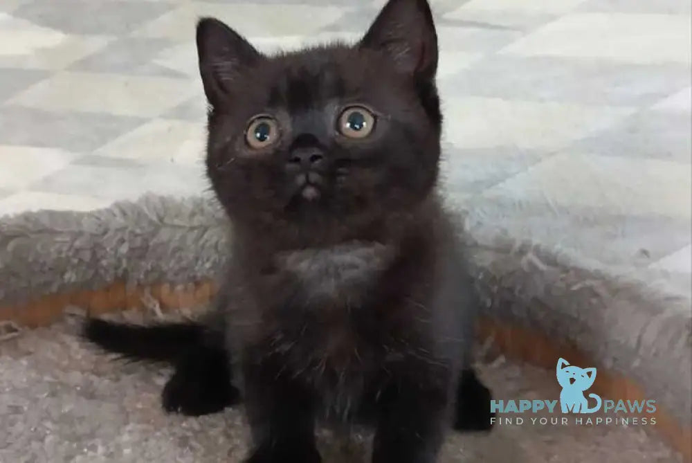 Cassie British Shorthair female black live animals