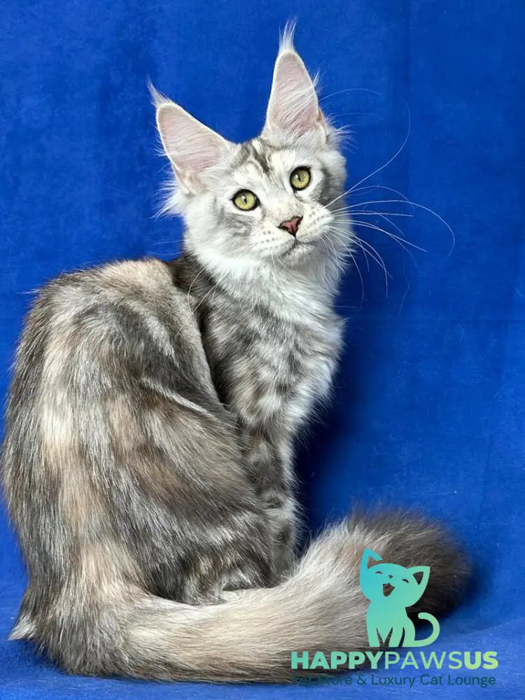 Cassiopeia Maine Coon female black tortie silver tabby - live animals
