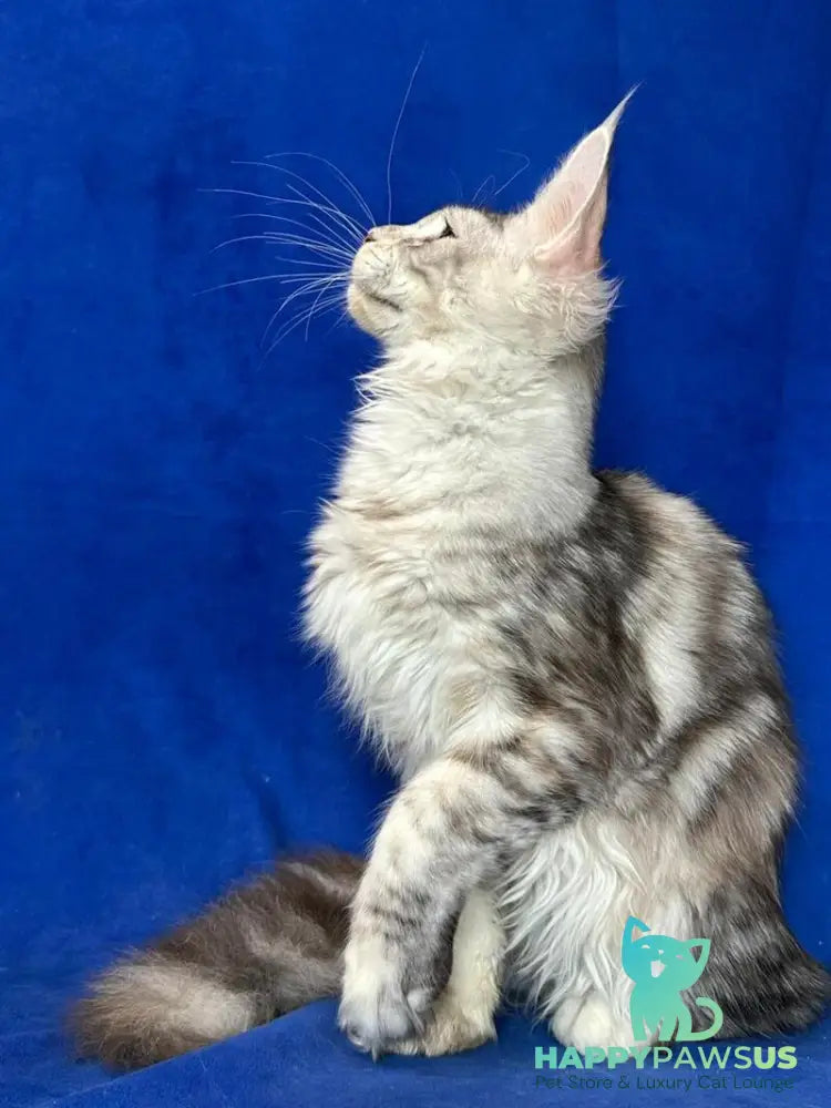 Cassiopeia Maine Coon female black tortie silver tabby - live animals