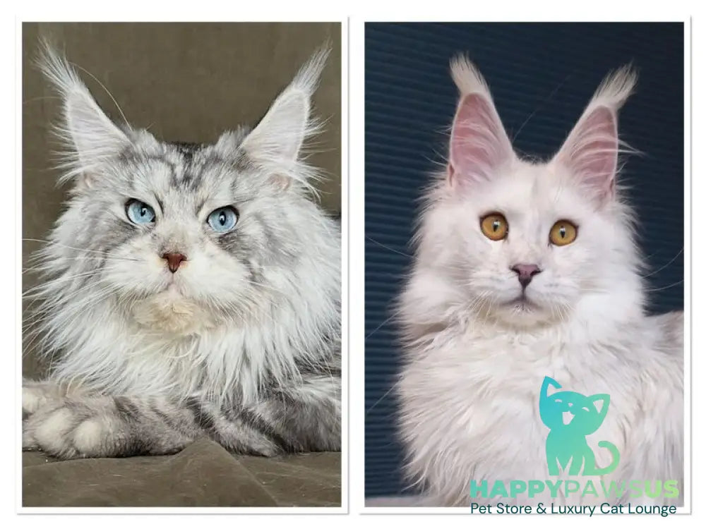 Cassiopeia Maine Coon female black tortie silver tabby - live animals