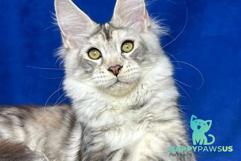 Cassiopeia Maine Coon female black tortie silver tabby - live animals